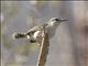 Rufous-naped Wren (Campylorhynchus rufinucha)