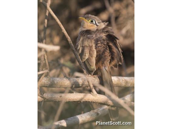 Lesser Ground-Cuckoo (Morococcyx erythropygus)