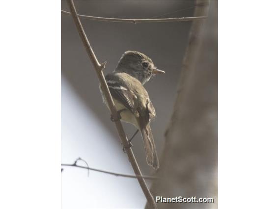 Flammulated Flycatcher (Ramphotrigon flammulatum)