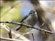 White-lored Gnatcatcher (Polioptila albiloris) - Female