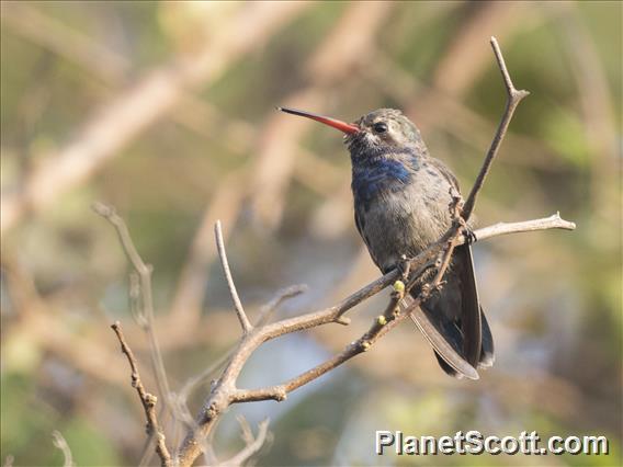 Turquoise-crowned Hummingbird (Cynanthus doubledayi)