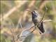 Turquoise-crowned Hummingbird (Cynanthus doubledayi)