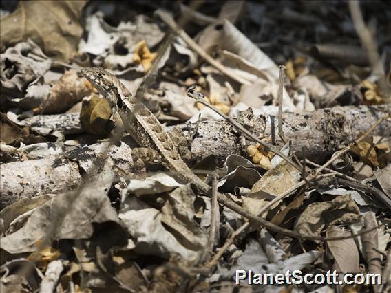 Longtail Spiny Lizard (Sceloporus siniferus)