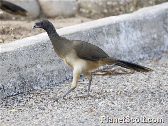 West Mexican Chachalaca (Ortalis poliocephala)