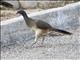 West Mexican Chachalaca (Ortalis poliocephala)