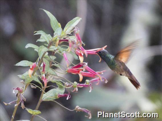 Berylline Hummingbird (Saucerottia beryllina)