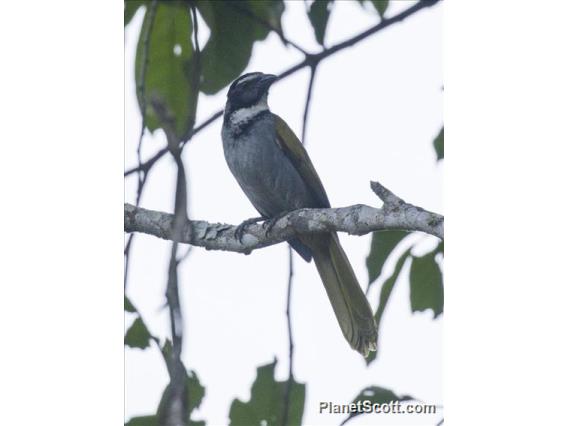 Black-headed Saltator (Saltator atriceps)