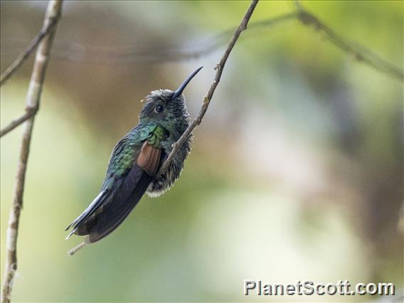 Blue-capped Hummingbird (Eupherusa cyanophrys)