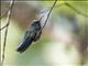 Blue-capped Hummingbird (Eupherusa cyanophrys)