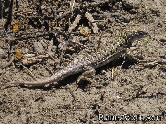 Black-faced Smooth-throated Lizard (Liolaemus melanops)