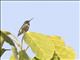 Ruby-throated Hummingbird (Archilochus colubris)