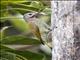 Gray-crowned Woodpecker (Colaptes auricularis)