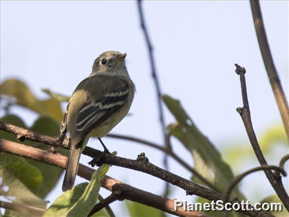 Greenish Elaenia (Myiopagis viridicata)