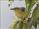 Tennessee Warbler (Leiothlypis peregrina)