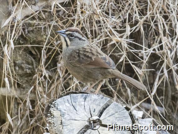 Rusty Sparrow (Aimophila rufescens)