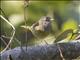 MacGillivrays Warbler (Geothlypis tolmiei)