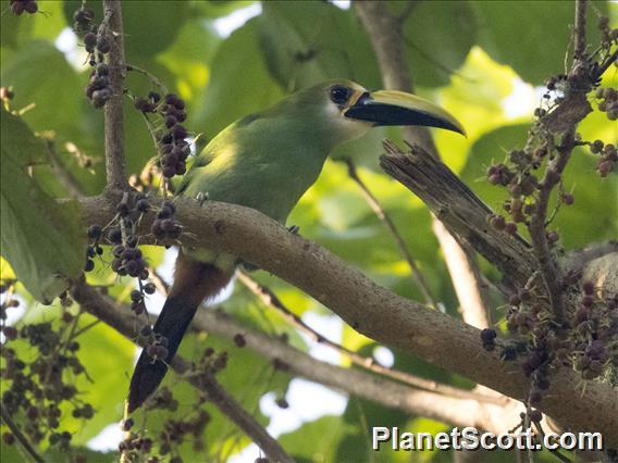 Northern Emerald Toucanet (Aulacorhynchus prasinus)