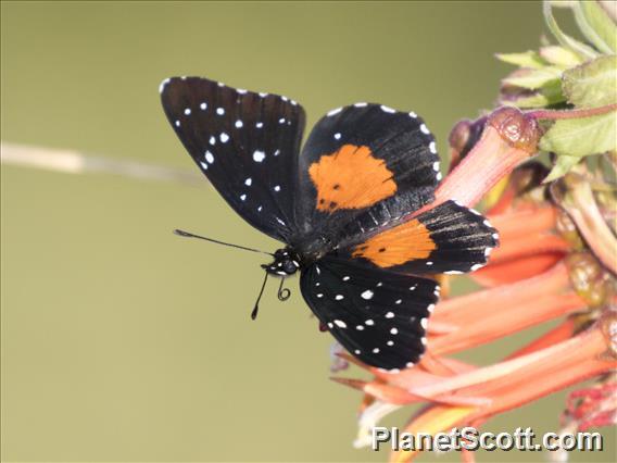 Crimson Patch (Chlosyne janais)