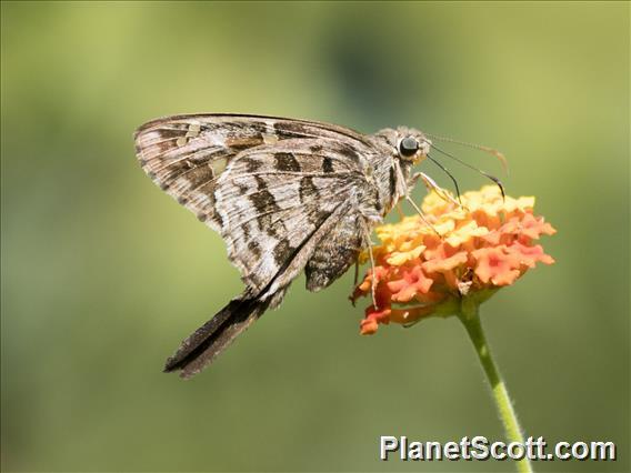 Dorantes Longtail (Thorybes dorantes)