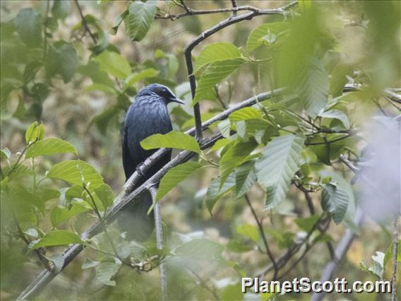 Blue Mockingbird (Melanotis caerulescens)