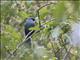 Blue Mockingbird (Melanotis caerulescens)