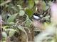 Chestnut-capped Brushfinch (Arremon brunneinucha)