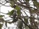 Bumblebee Hummingbird (Selasphorus heloisa) - Female