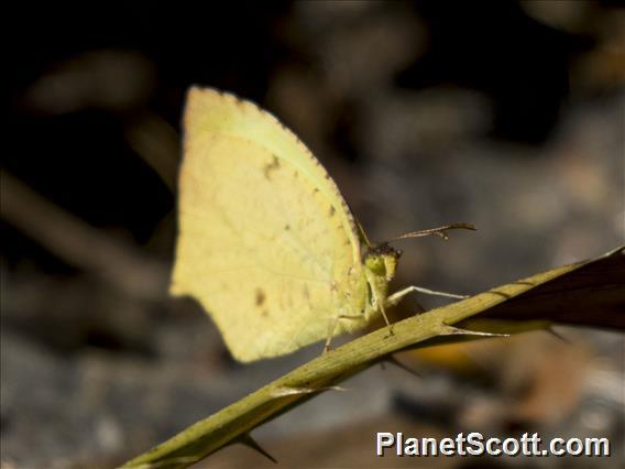 Salome Yellow (Abaeis salome)