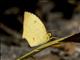 Salome Yellow (Abaeis salome)