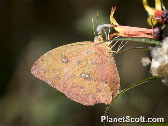 Orange-barred Sulphur (Phoebis philea)