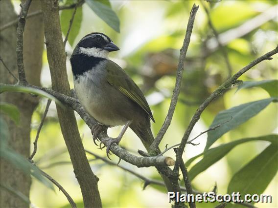 Collared Towhee (Pipilo ocai)