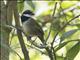 Collared Towhee (Pipilo ocai)