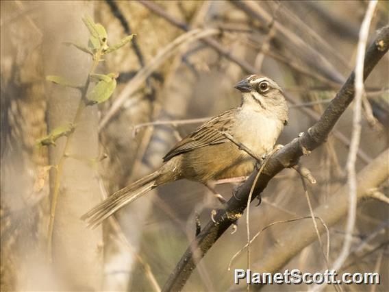 Oaxaca Sparrow (Aimophila notosticta)