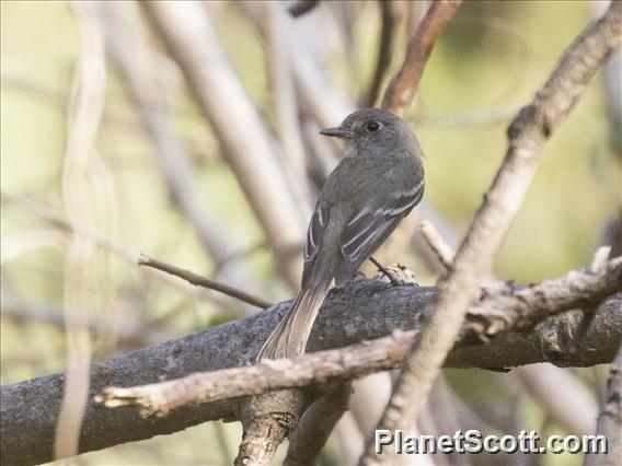 Pileated Flycatcher (Xenotriccus mexicanus)