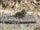 Savannah Sparrow (Passerculus sandwichensis) - Grayish Morph