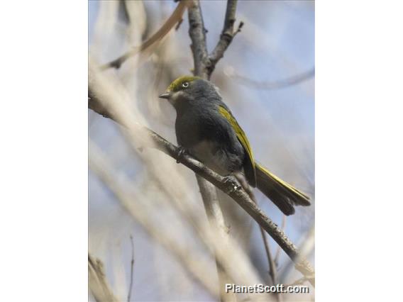 Slaty Vireo (Vireo brevipennis)