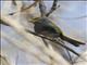 Slaty Vireo (Vireo brevipennis)