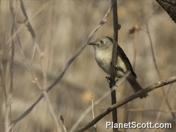 Dwarf Vireo (Vireo nelsoni)