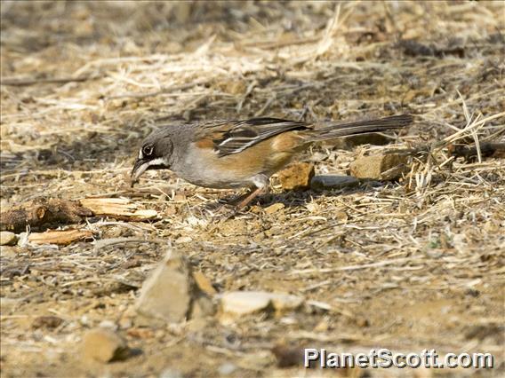 Bridled Sparrow (Peucaea mystacalis)