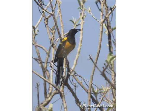 Black-vented Oriole (Icterus wagleri)