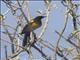 Black-vented Oriole (Icterus wagleri)