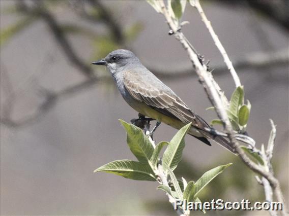 Cassin's Kingbird (Tyrannus vociferans)