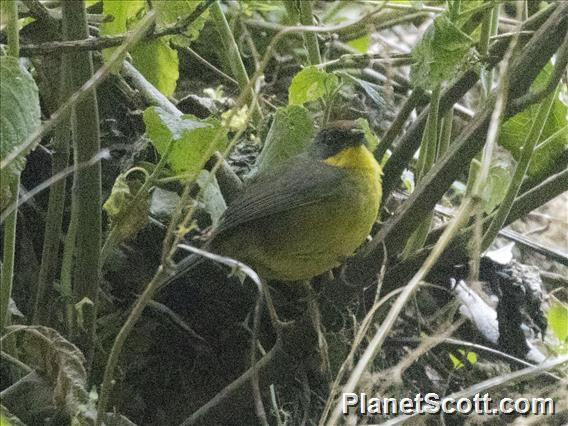 Rufous-capped Brushfinch (Atlapetes pileatus)