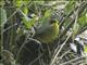 Rufous-capped Brushfinch (Atlapetes pileatus)