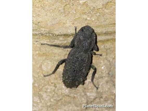 Flat-faced Longhorn Beetle (Lagocheirus sp)