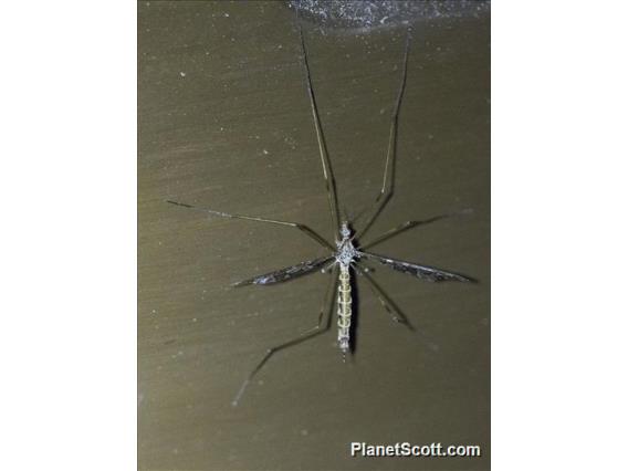 Plume Moth (Pterophoridae sp)