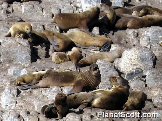 South American Sea Lion (Otaria byronia)