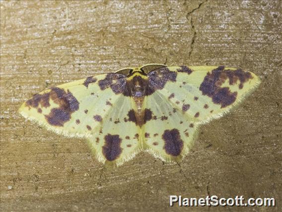 Geometer Moth (Eois sp)