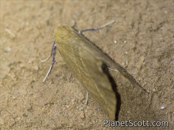 Geometer Moth (Ennominae sp)