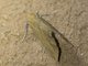 Geometer Moth (Ennominae sp)